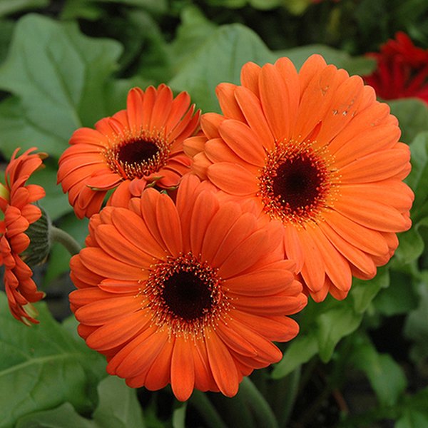 Orange Picotee Jaguar Gerbera Daisy