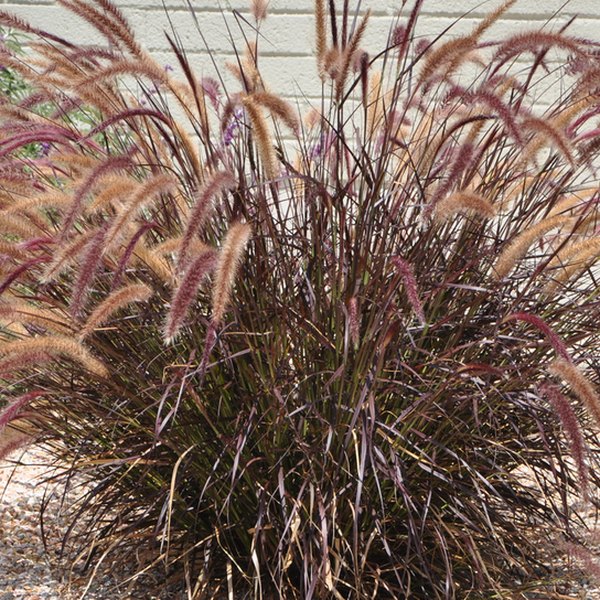 Rubrum Rubrum Pennisetum