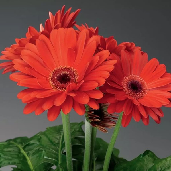 Scarlet Jaguar Gerbera Daisy