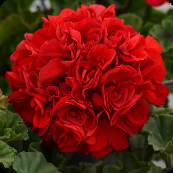 Presto Geraniums
