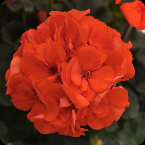 Presto Geraniums