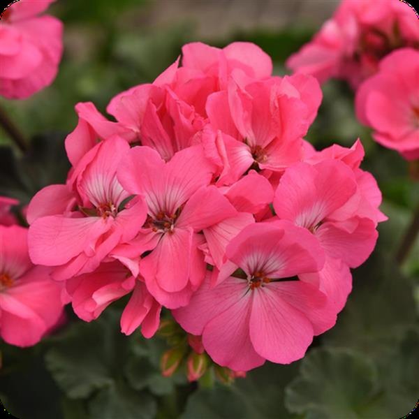 Pink Presto Geraniums