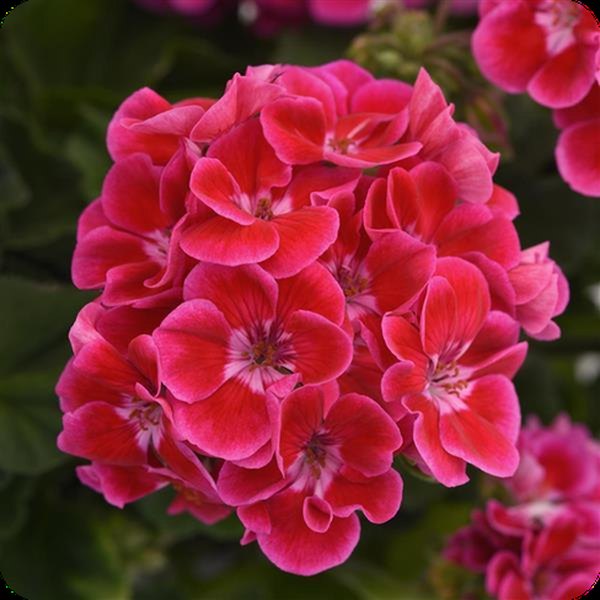 Rose Flare Presto Geraniums