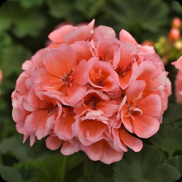 Salmon Presto Geraniums