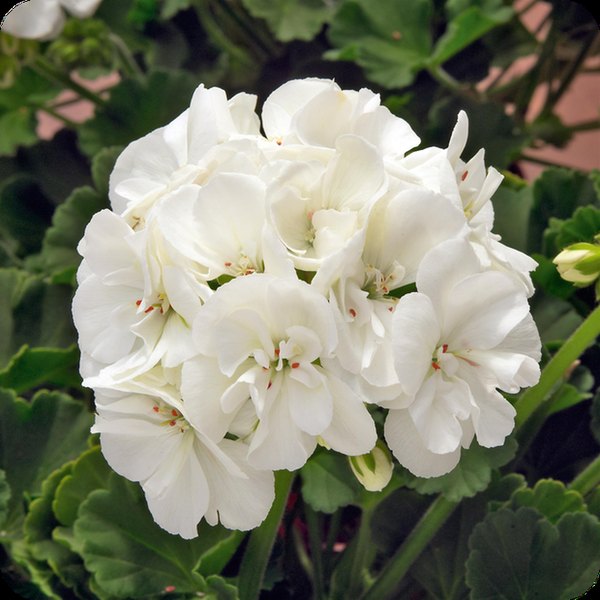 White Presto Geraniums