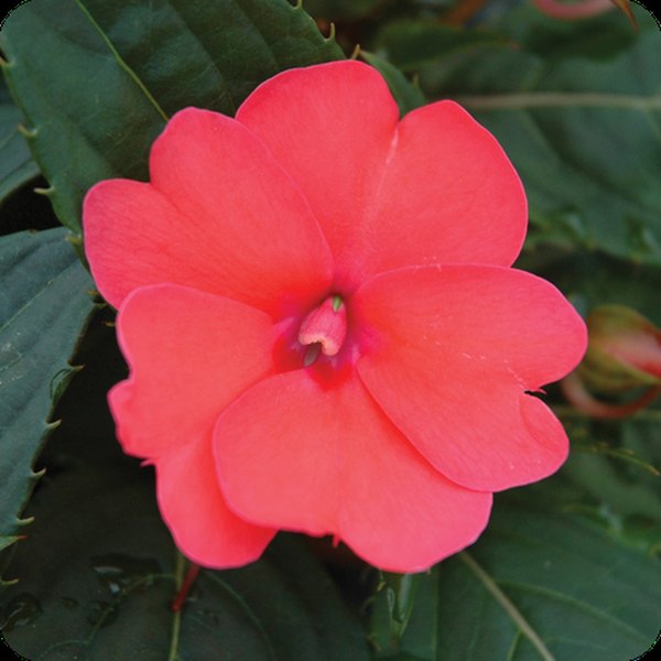 Deep Rose SunPatiens