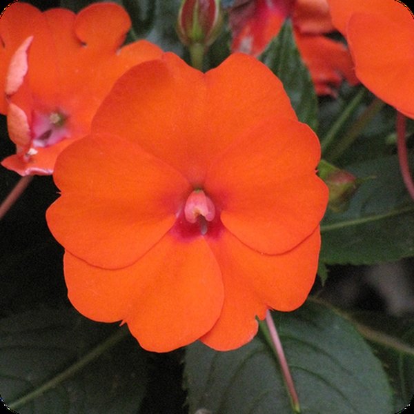 Electric Orange SunPatiens