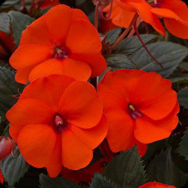 Hot Coral SunPatiens