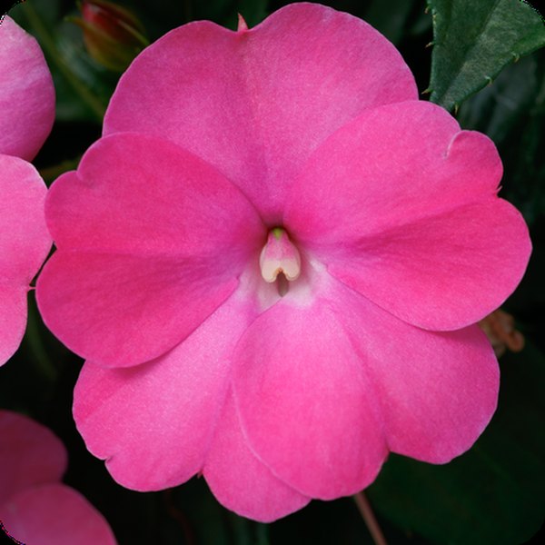 Hot Pink SunPatiens