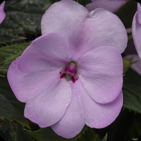 Orchid Blush SunPatiens