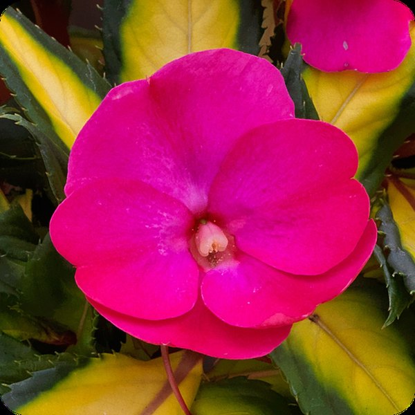 Tropical Rose SunPatiens