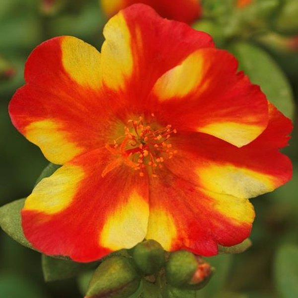 Rio Grande Purslane