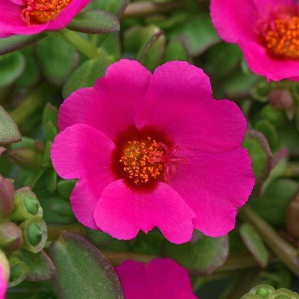 Magenta Rio Grande Purslane