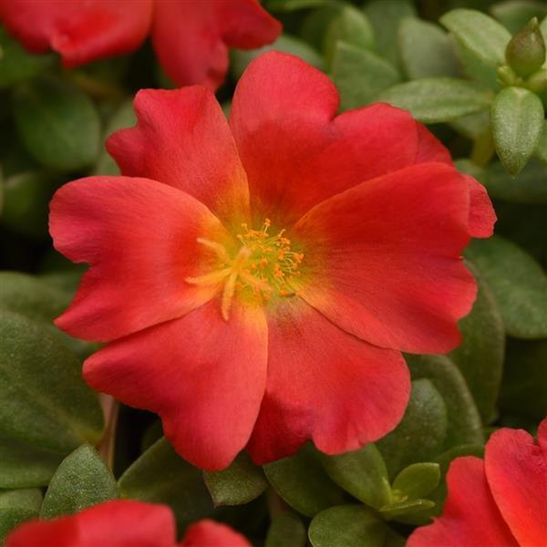 Red Rio Grande Purslane