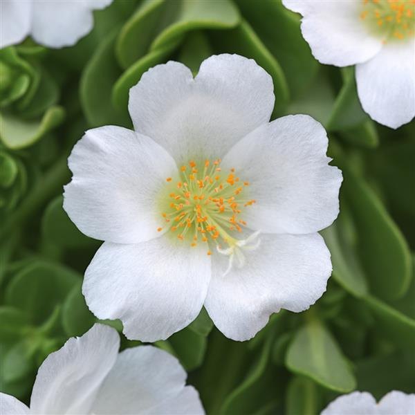 White Rio Grande Purslane