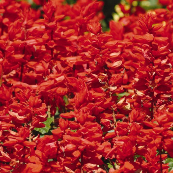 Salvia