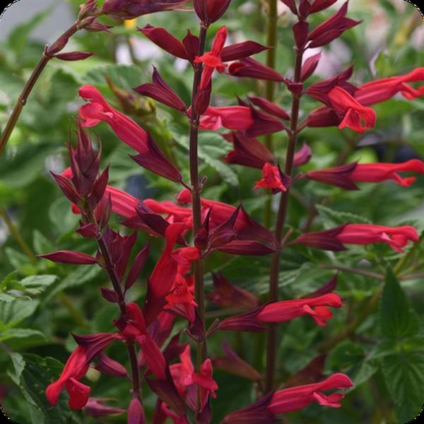 Salvia: Mystical and Farinacea