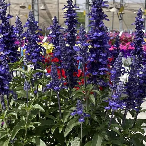 Sallyfun Blue Lagoon Salvia