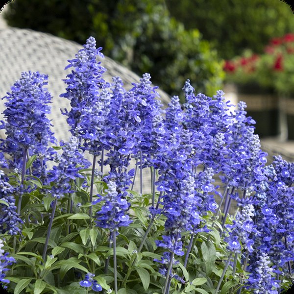 Sallyfun Deep Ocean Salvia