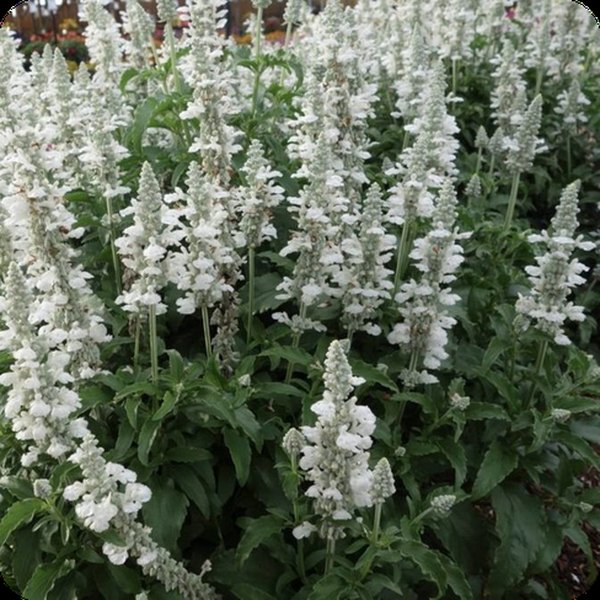 SallyFun Pure White Salvia