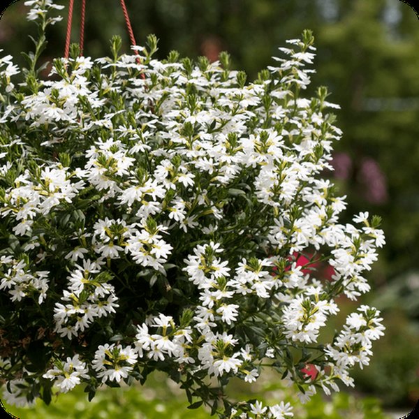 White Surdiva Scaevola