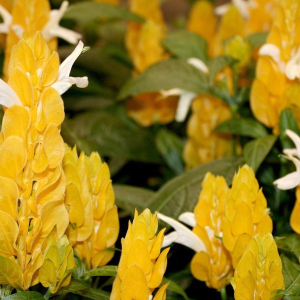 Yellow Yellow Shrimp Plant