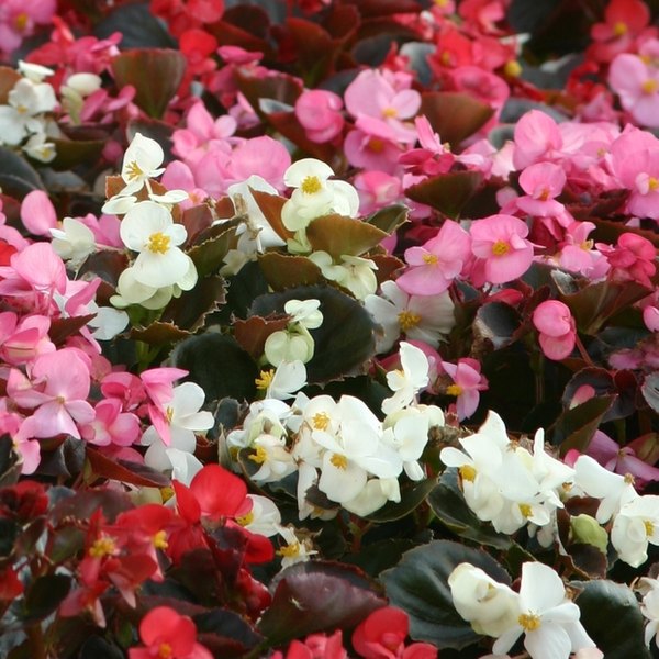 Mix Senator Bronze Leaf Begonias