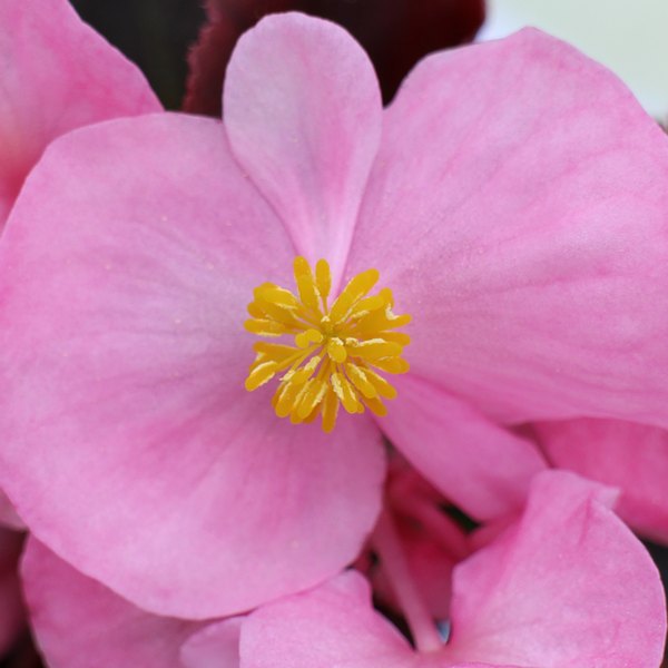 Pink Senator Bronze Leaf Begonias