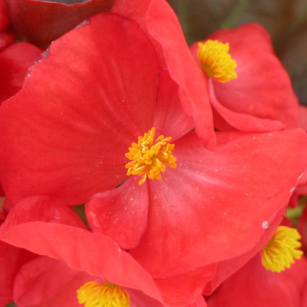 Scarlet Senator Bronze Leaf Begonias