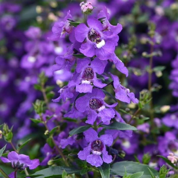 Serena Angelonia