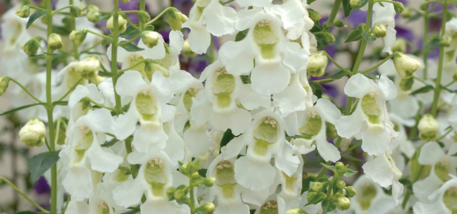 Serena Angelonia