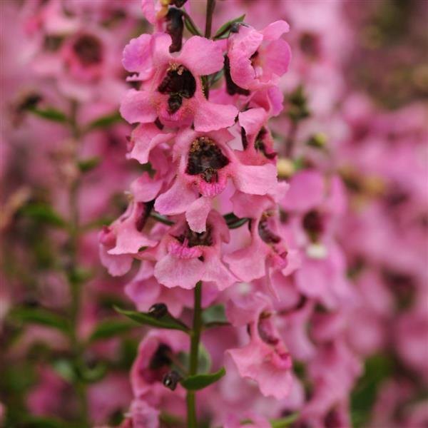 Pink (Serenita) Serena Angelonia