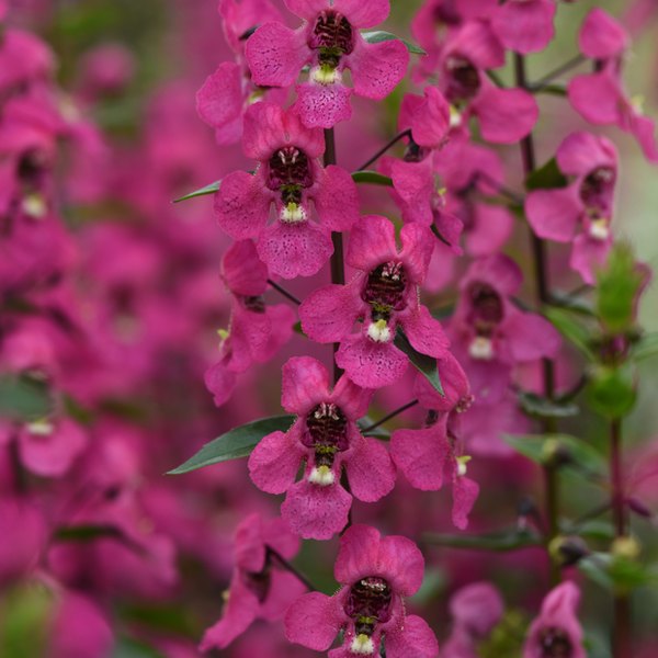 Rose Serena Angelonia