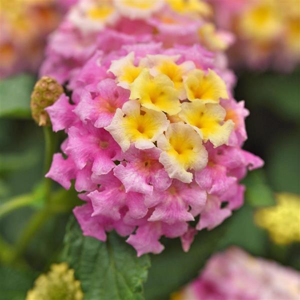 Lavender Shamrock Lantana