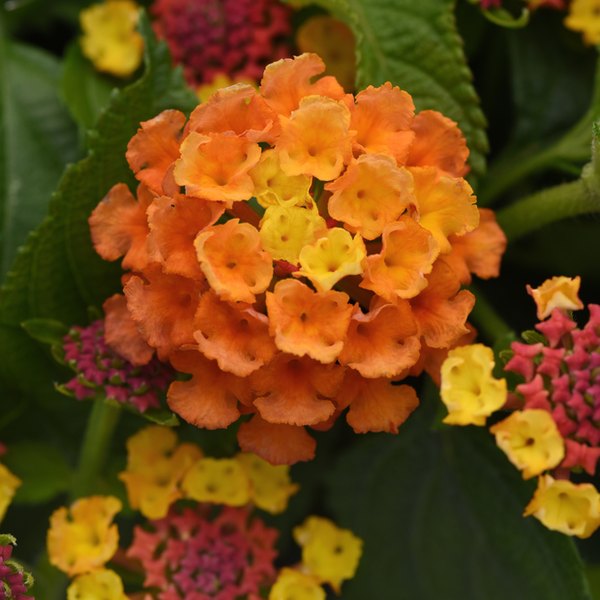 Shamrock Lantana