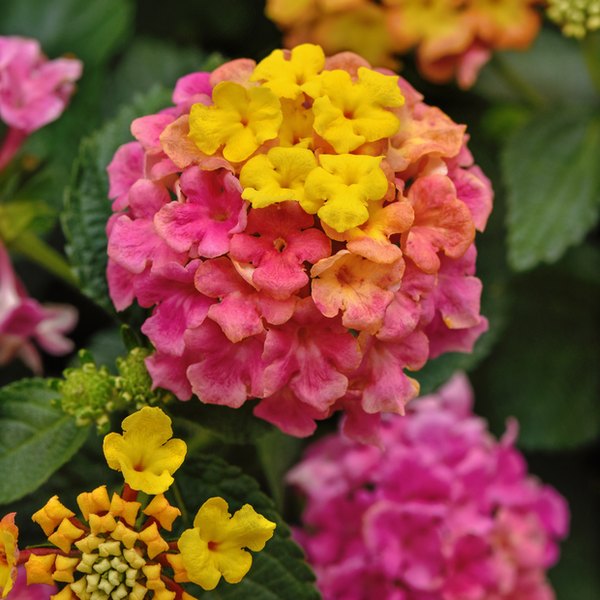 Rose Shamrock Lantana