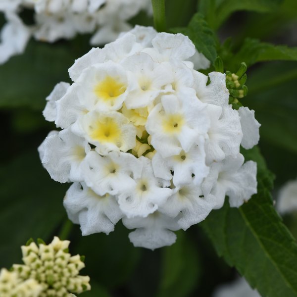 White Shamrock Lantana