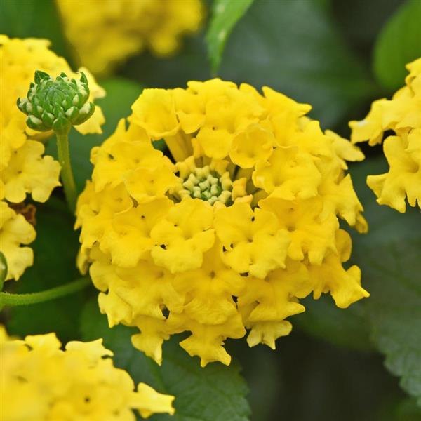 Yellow Shamrock Lantana
