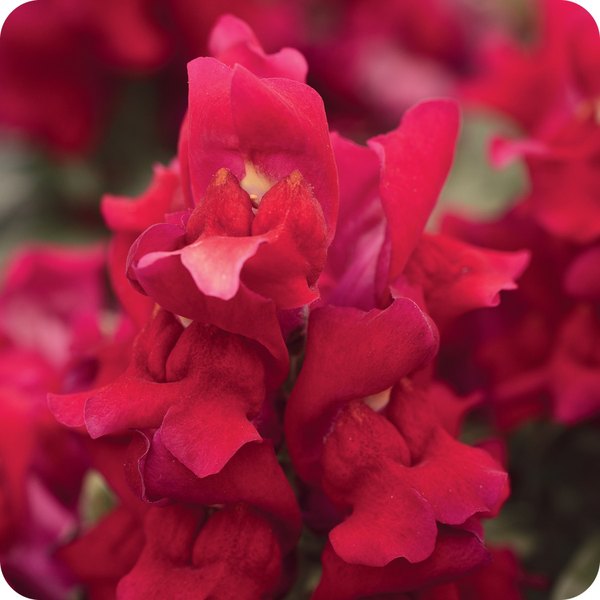 Red Snapshot Snapdragon