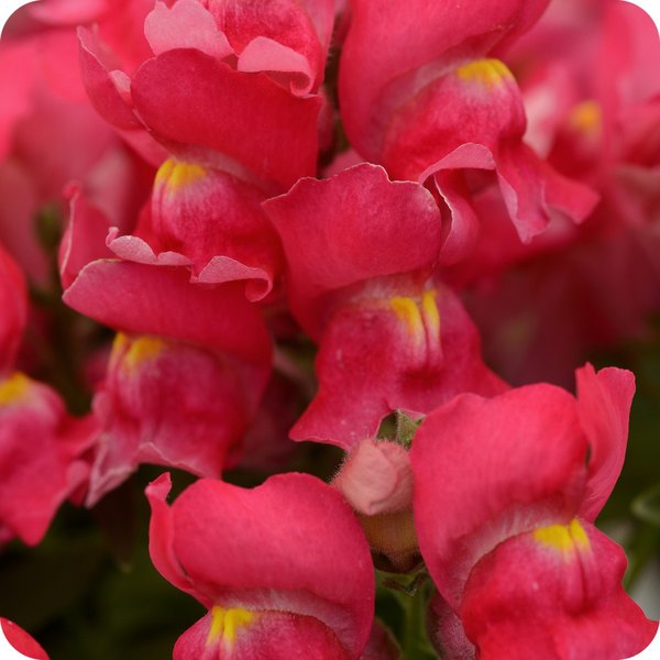 Rose Snapshot Snapdragon