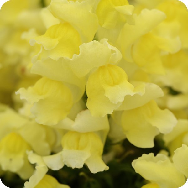 Yellow Snapshot Snapdragon