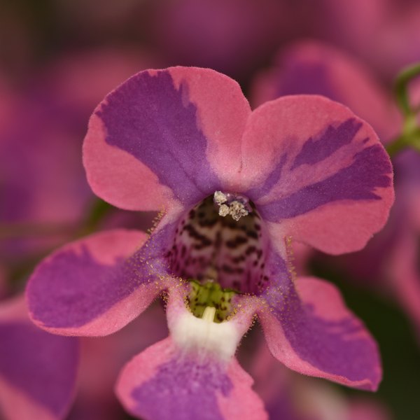 Spreading Angelonia
