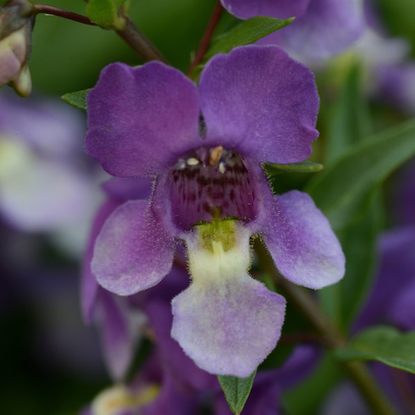 Bluebird Spreading Angelonia