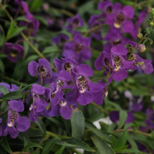Dark Purple Spreading Angelonia