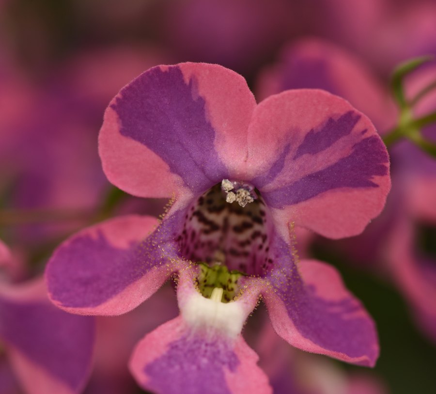 Spreading Angelonia