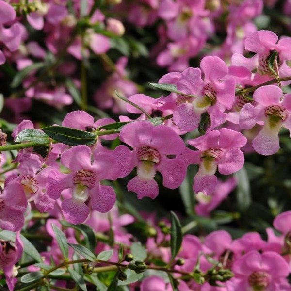 Pink Spreading Angelonia