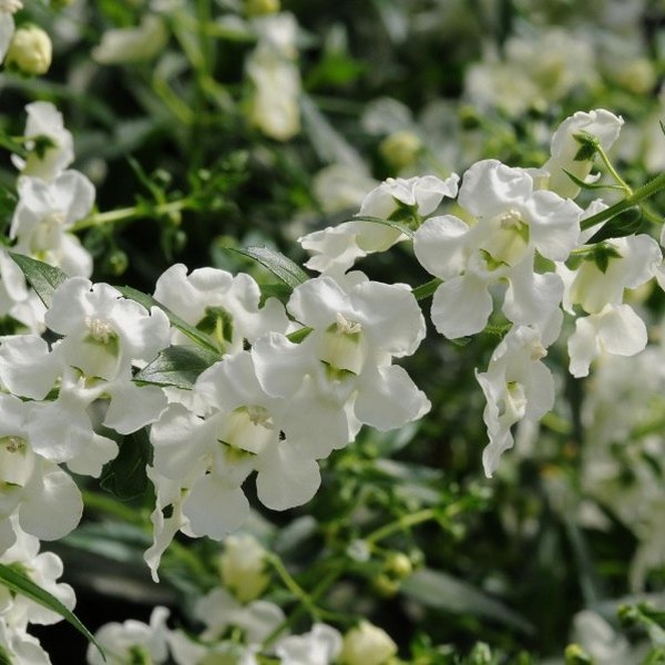 White Spreading Angelonia