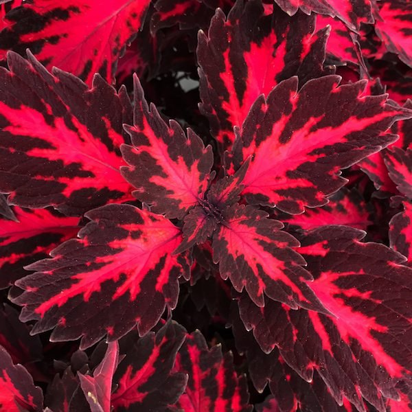 Stained Glassworks Coleus
