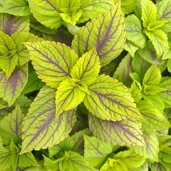 Gay's Delight Stained Glassworks Coleus