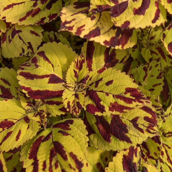 Presidio Stained Glassworks Coleus